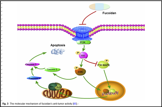 The anti-cancer effects of fucoidan: a review of both in vivo and in vitro investigations
